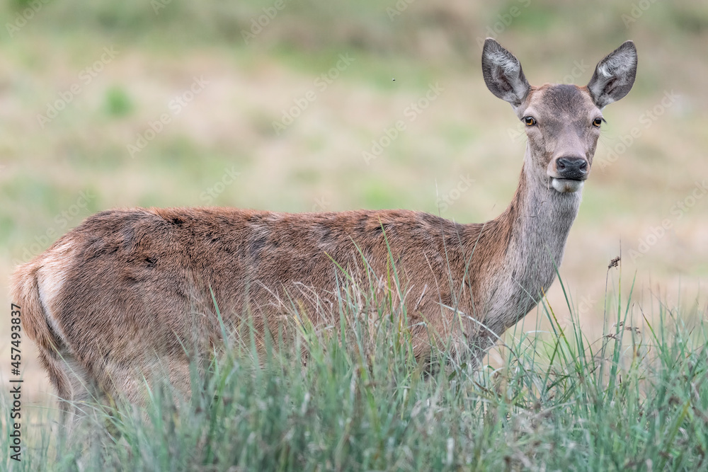 Fine art portrait of deer female (Cervus elaphus) Fine art portrait of deer female (Cervus elaphus)