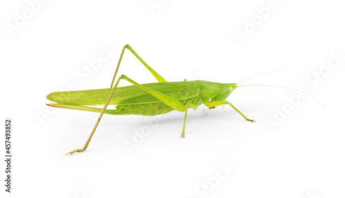 Citrus Locust Cotton Locust on white background