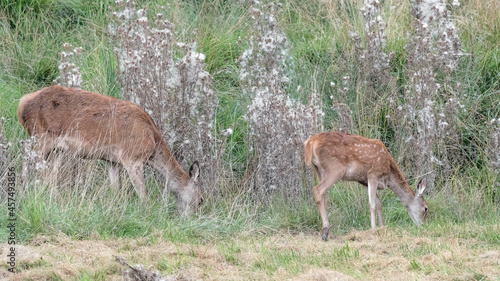 Deer female with newborn at grazing (Cervus elaphus)