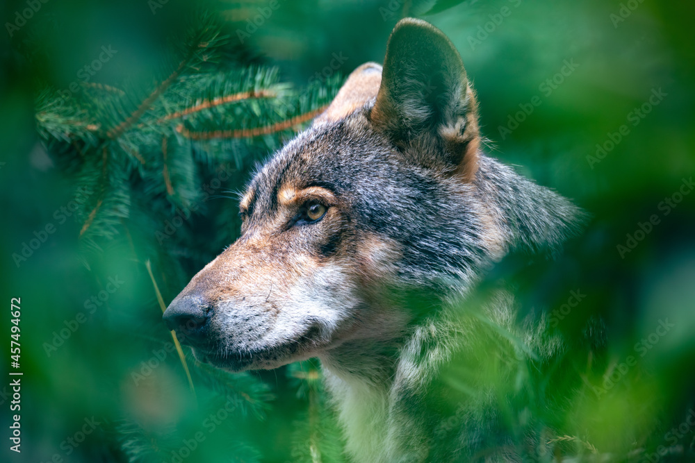 Fototapeta premium hunting european wolf (Canis lupus lupus), very beautiful animal and extremely dangerous beast. Potrait in forest