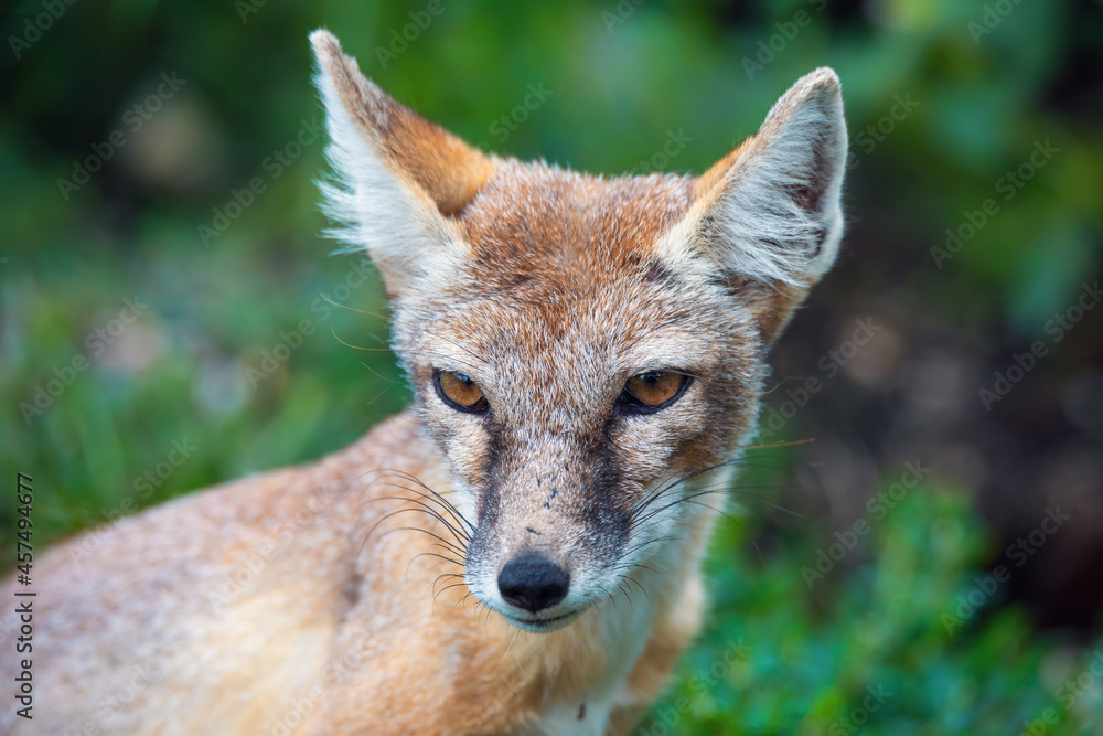 Fototapeta premium portrait of Korsak or steppe Fox (Vulpes corsac), predatory mammal of the genus of foxes of the canine family