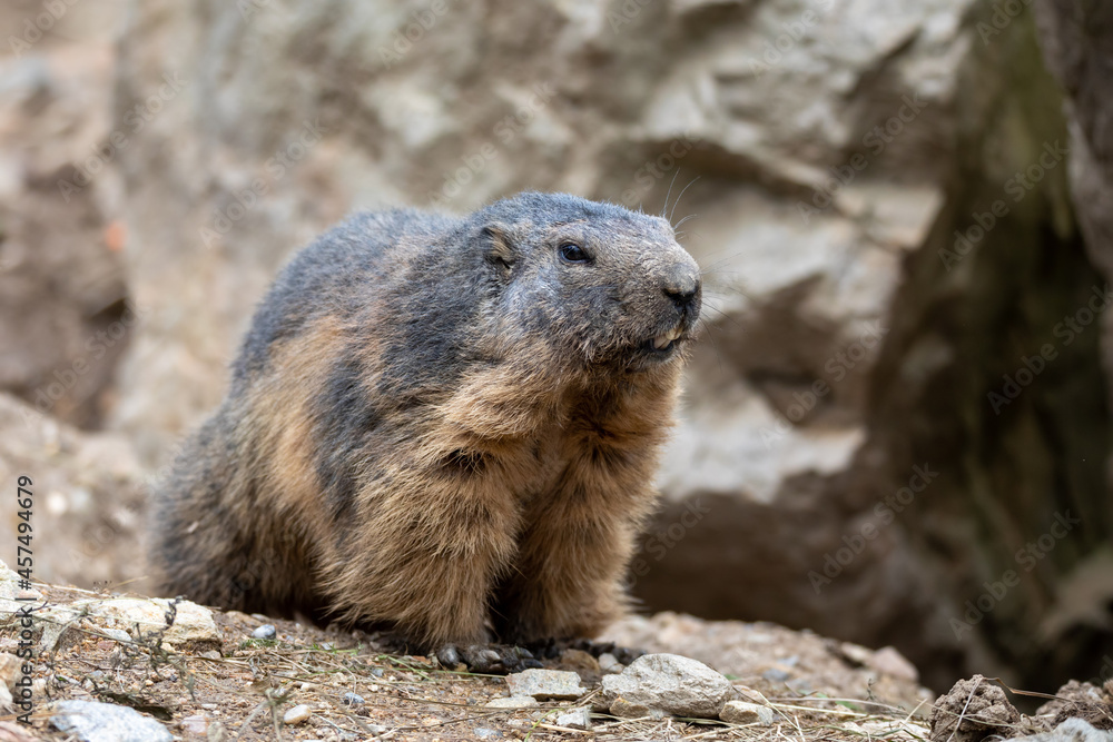 Alpine marmot (Marmota marmota), close up portrait, European wildlife Alpine marmot (Marmota marmota), close up portrait, European wildlife