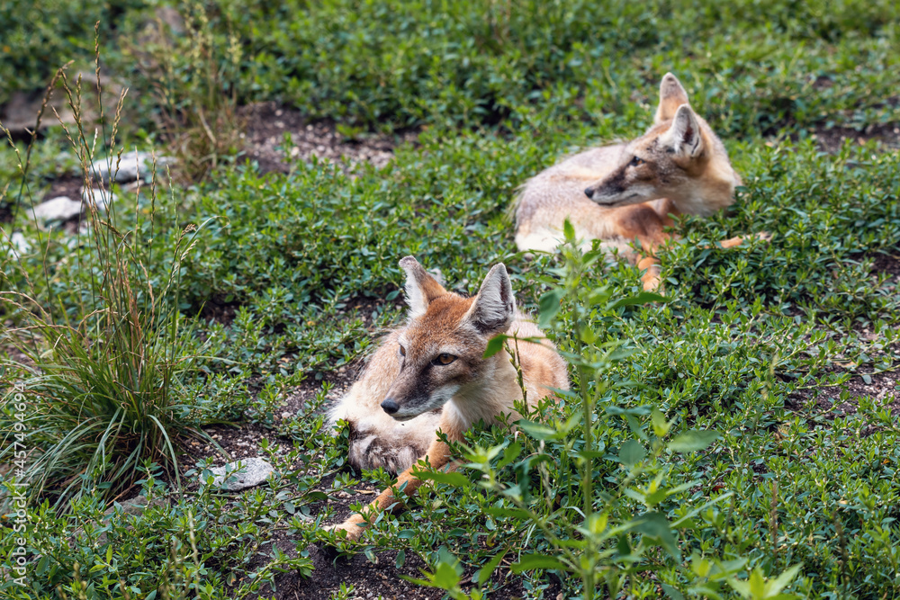 Fototapeta premium resting two Korsak or steppe Fox (Vulpes corsac), predatory mammal of the genus of foxes of the canine family