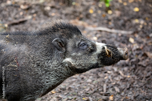 Big adult boar of Visayan warty pig (Sus cebifrons) is a critically endangered species in the pig genus. It is endemic to Visayan Islands in the central Philippines photo