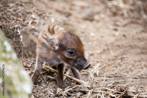 Small cute playful baby with lying mom sows of Visayan warty pig (Sus cebifrons) is a critically endangered species in the pig genus. It is endemic to Visayan Islands in the central Philippines photo