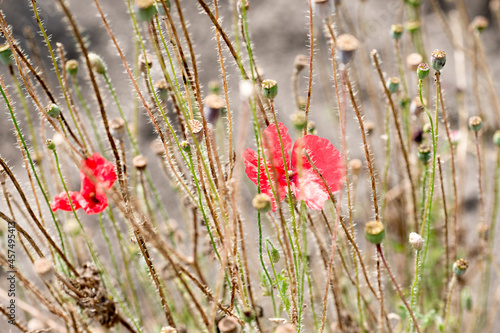 Red poppy flower blooming in the garden in summer