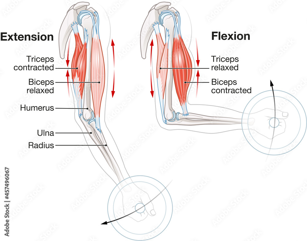 Biceps and triceps muscles. Extension and Flexion Stock