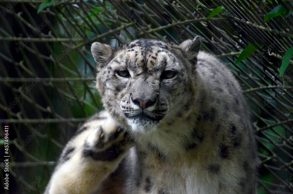 ユキヒョウ ユキヒョウ