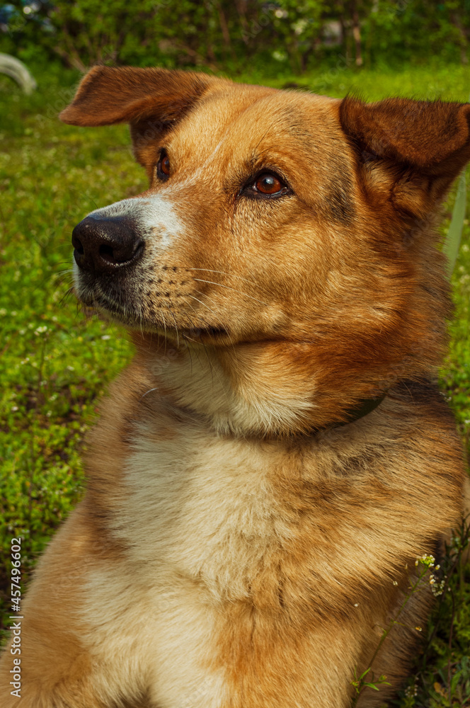 german shepherd dog german shepherd dog
