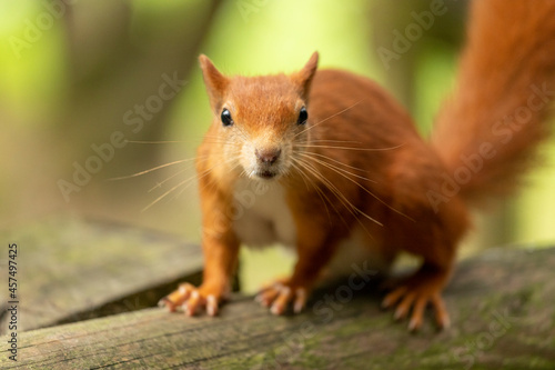 Friendly Red Squirrel