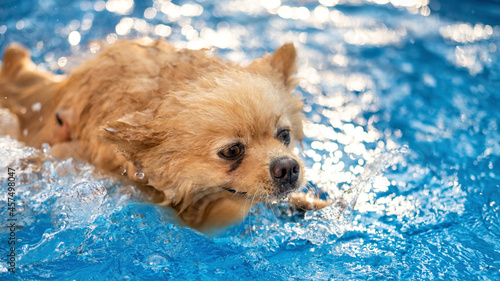 Pomeranian swimming in a pool