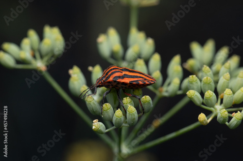 Selective focus shot of graphosoma lineatum perched on a plant photo