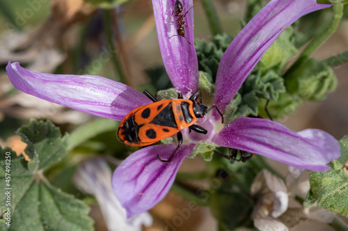 European firebug (pyrrhocoris apterus) with an ant on a purple flower photo