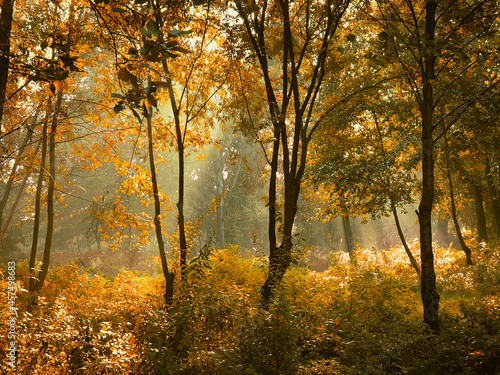 Sunny morning in the autumn forest. Yellow leaves on the trees in the woods. The sun's rays shine through the branches of the trees.
