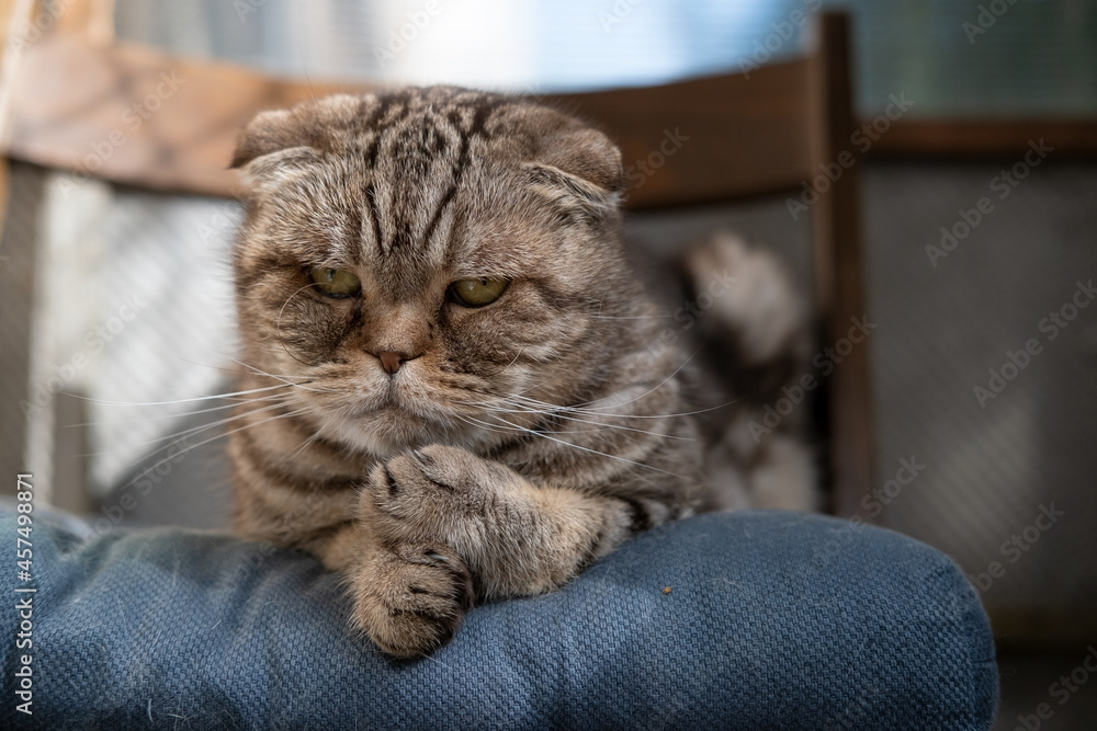 Sad cat, Scottish Fold, lying on soft ottoman in his chair and looks thoughtfully. Depression in pets. Psychological concept. 