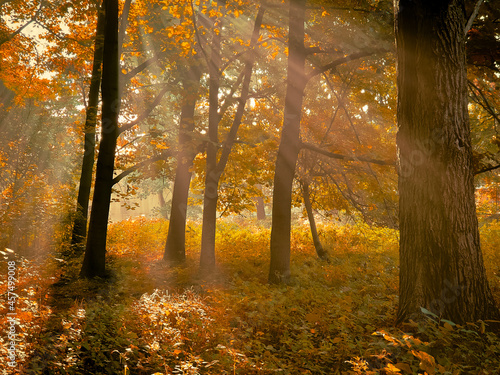 Morning sun in the forest. Yellow leaves on trees in woodland. Atmospheric autumn landscape. © Nazarii