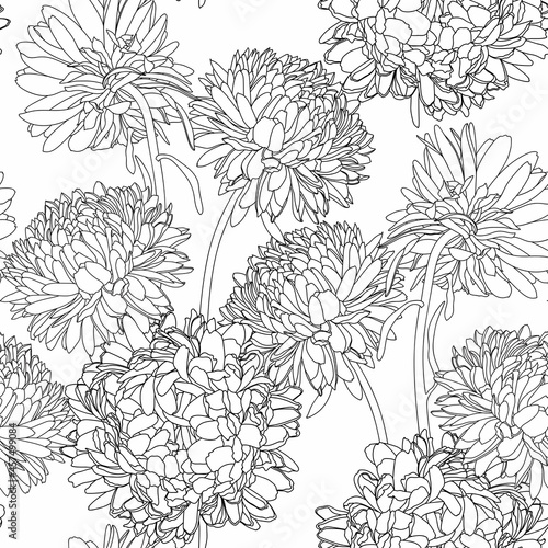 Seamless repeating pattern with hand drawn chrysanthemum aster flowers in black line on white. Decorative print for wallpaper  wrapping  textile  fabric  greetings.