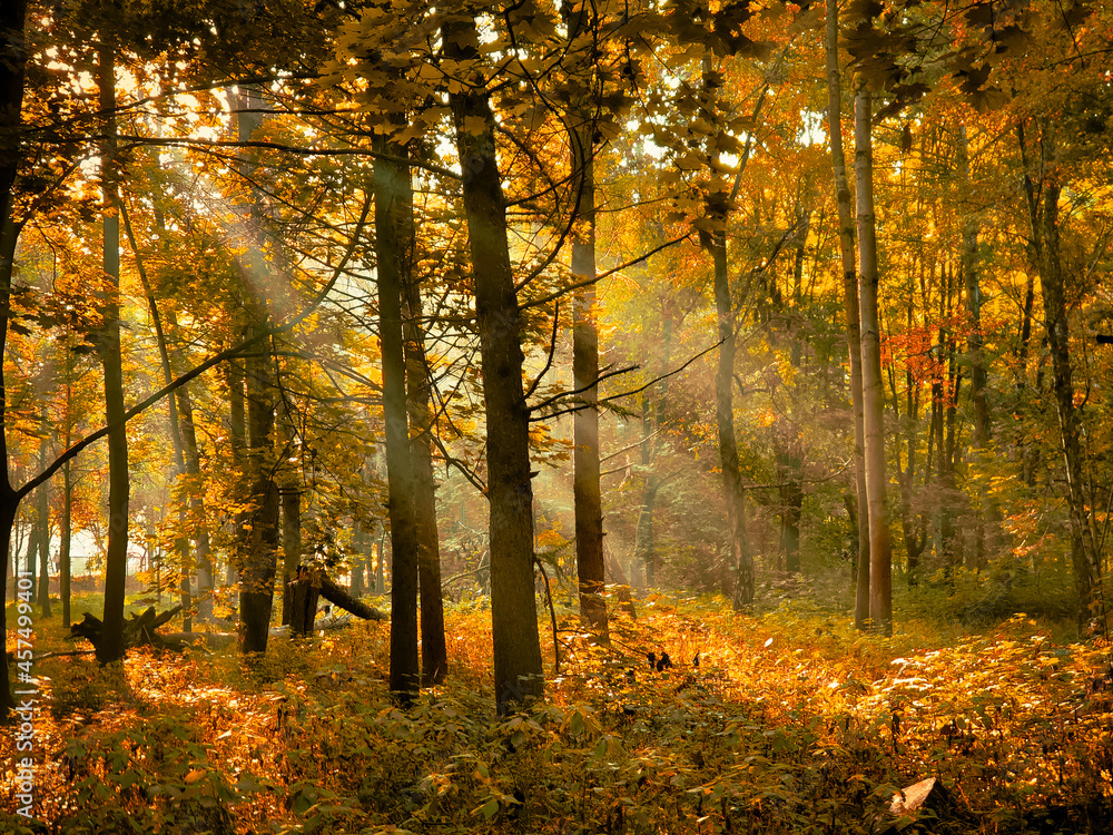 Autumn morning sun in the forest. Yellow leaves on trees in woodland.