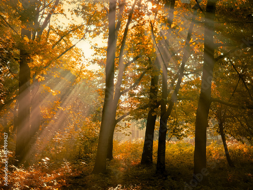 Autumn morning sun in the forest. Yellow leaves on trees in woodland. © Nazarii