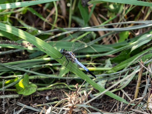 Scenic view of a White-tailed Skimmer dragonfly perched on the grass in Yokohama, Japan photo