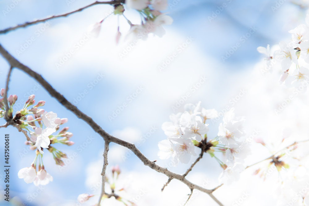 Obraz premium 透明感のある満開の桜の花