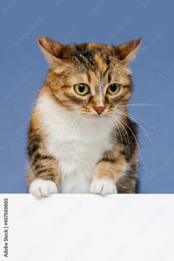 A cute tricolor cat sits and looks out from behind a white background.