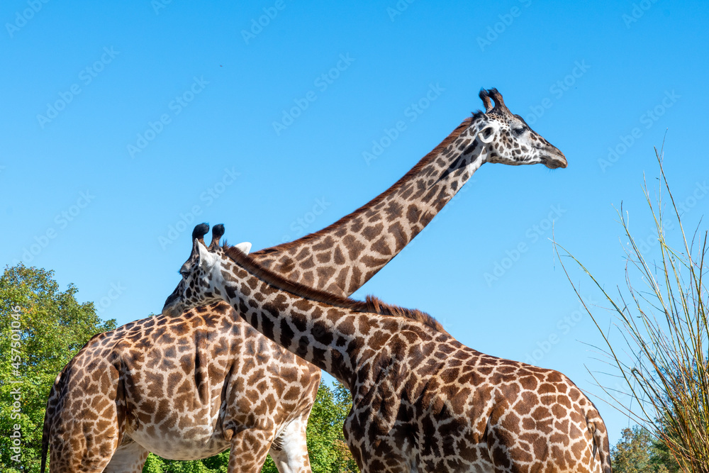 Obraz premium Two giraffes in beautiful blue sky