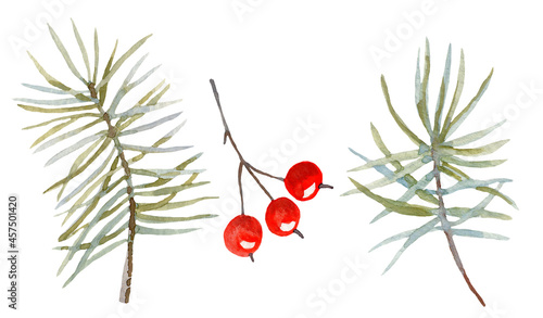 Set of watercolor pine branches and berries isolated on a white background. Winter clipart.