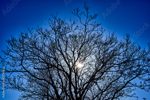 青空と落葉した木と太陽