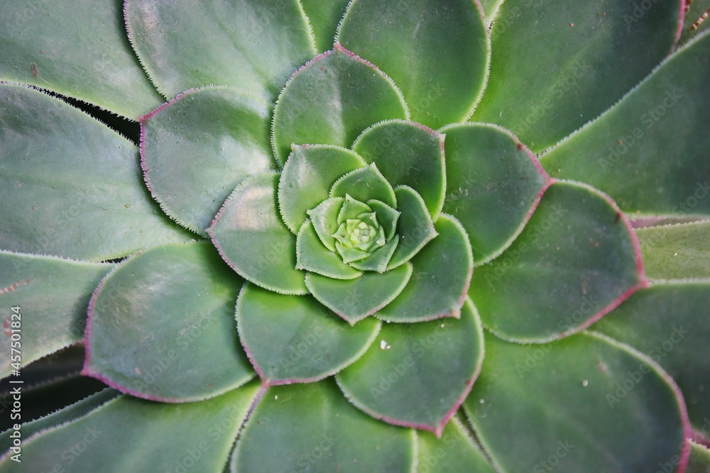 close up of a green rosette succulent plant close up of a green rosette succulent plant