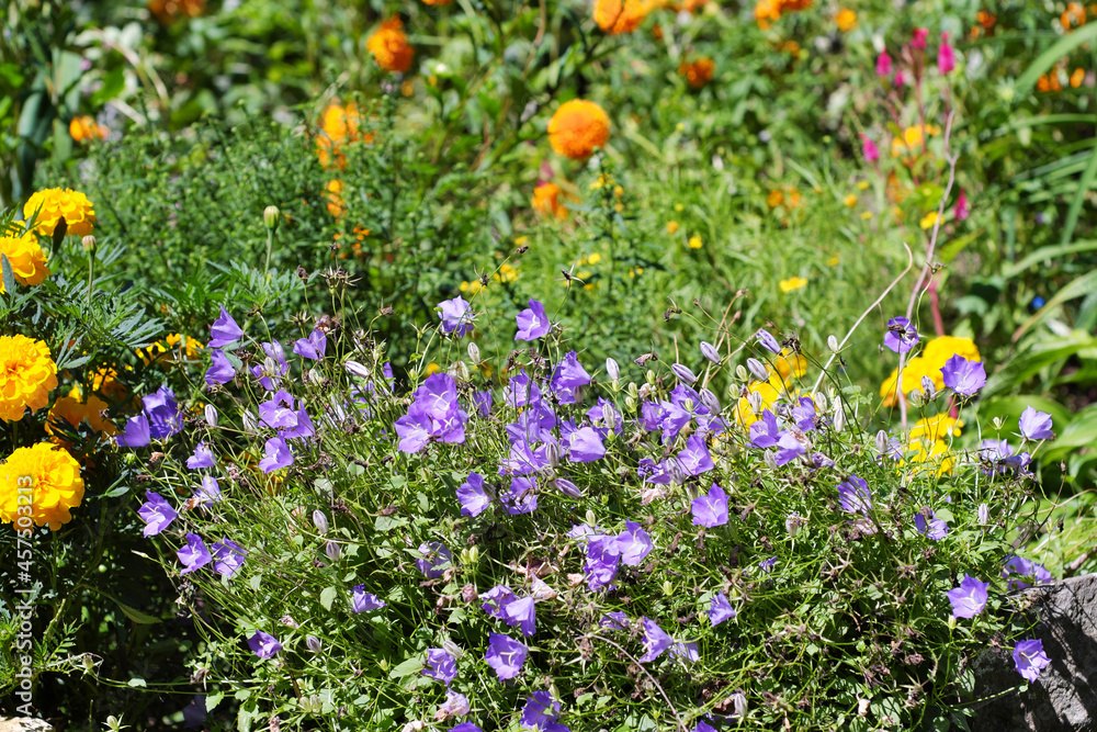 A flower bed with blue bells, marigolds and other various colorful simple flowers.