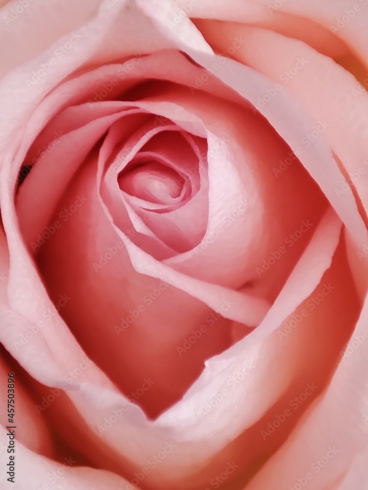 Blurred a sweet pink rose corolla for backdrop background Blurred a sweet pink rose corolla for backdrop background