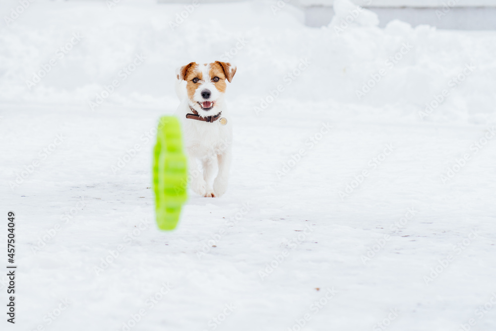Active Jack Russell terrier dog walking in deep snow, playing with toy, enjoy freedom and winter weather outdoor. Accessories for pets. Active Jack Russell terrier dog walking in deep snow, playing with toy, enjoy freedom and winter weather outdoor. Accessories for pets.
