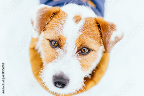 Top view close up head shot portrait of Jack Russell terrier dog walking in deep snow, Looking at camera, enjoy freedom and winter weather outdoor.