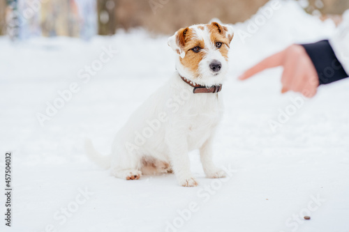 Sad funny and cheerful dog doing looking at the owner's hand. Jack russell terrier care, upbringing and bonding: happy mixed breed dog on a walk doing a command.