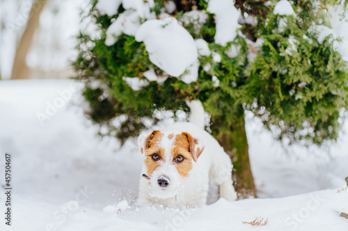 Active and curiocity dog breed jack russell terrier walking at snow outdoors in the winter forest park.