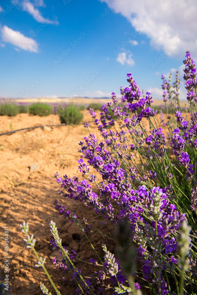 Obraz premium Lavender Field. Beautiful violet lavender flowers in the lavender garden.