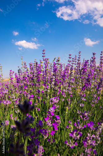 Lavender Field. Beautiful violet lavender flowers in the lavender garden.