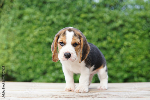 Fotografía Adorable beagle puppy on green background with copy space for text