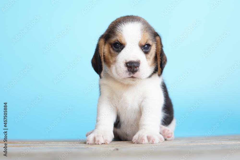 Adorable beagle on Blue screen. Beagles are used in a range of research procedures. The general appearance of the beagle resembles a miniature Foxhound. Beagles have excellent noses.