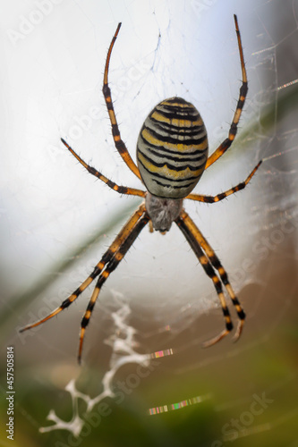 Eine Nahaufnahme von einer Wespenspinne in ihren kunstvollen Netz.