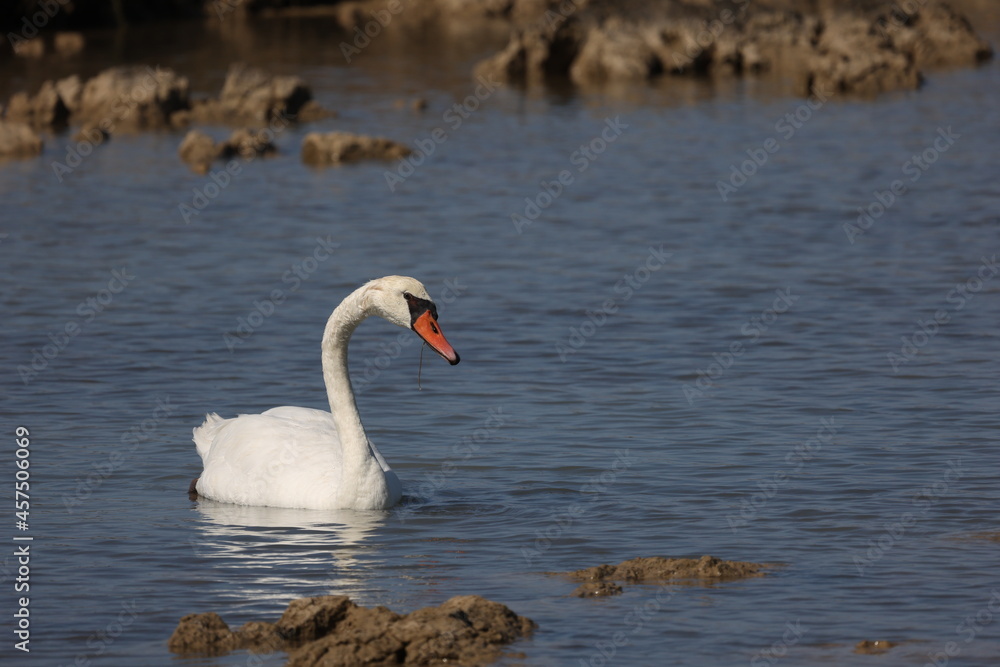 Lonely white swan on the lake looking for food Lonely white swan on the lake looking for food
