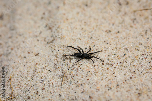 Eine kleine dunkle Spinne läuft über den Ostseesand