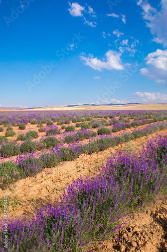 Lavender Field. Beautiful violet lavender flowers in the lavender garden.