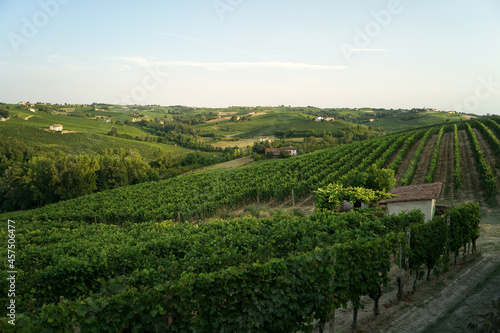 panorama collinare con vigneto in primo piano nei pressi di Nizza Monferrato Piemonte