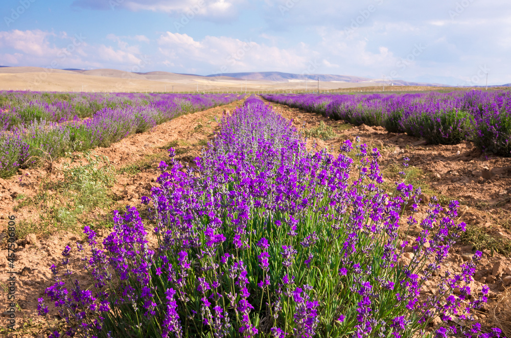 Obraz premium Lavender Field. Beautiful violet lavender flowers in the lavender garden.