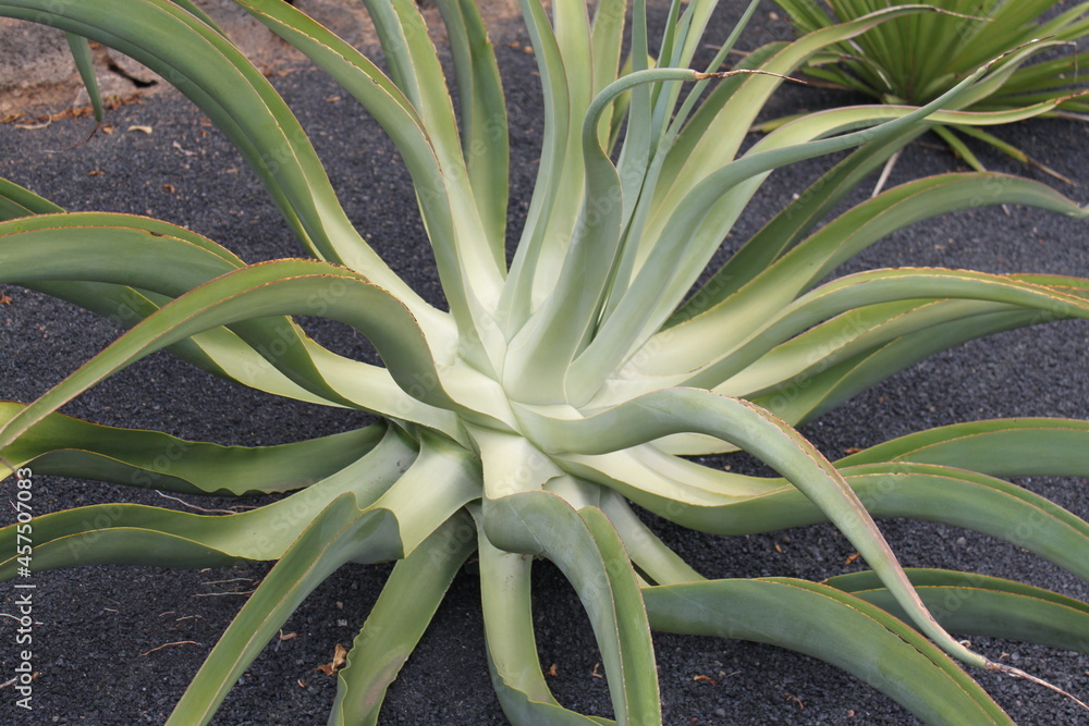 Obraz premium Lanzarote Cactus Garden