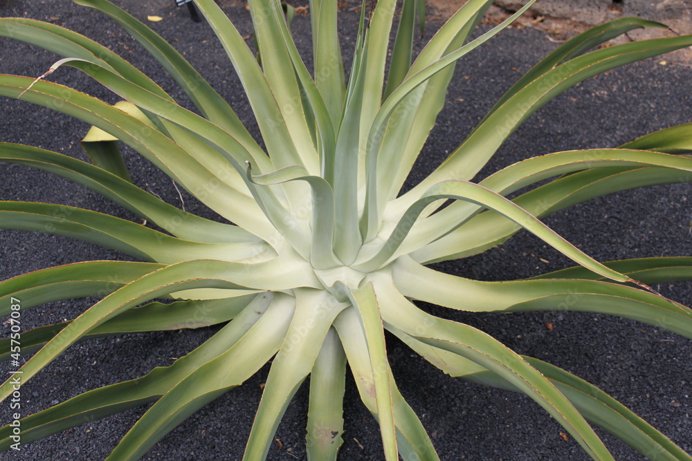 Obraz premium Lanzarote Cactus Garden