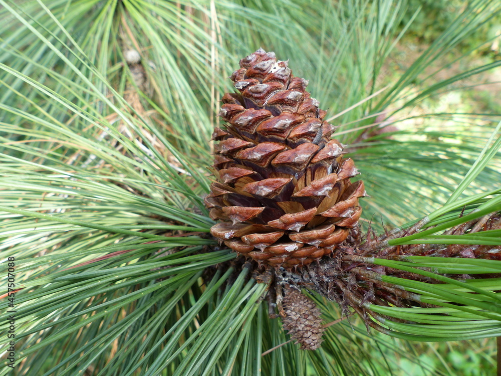 Pine cones from Pinus ponderosa Douglas ex C.Lawson. This species is accepted, and its native range is SW. Canada to N. Mexico. Pinaceae family. Pine cones from Pinus ponderosa Douglas ex C.Lawson. This species is accepted, and its native range is SW. Canada to N. Mexico. Pinaceae family.
