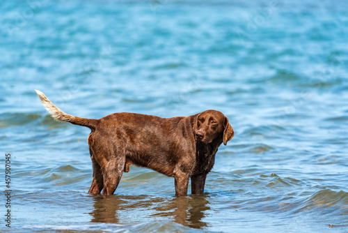 Beautiful Vizsla dog in nature